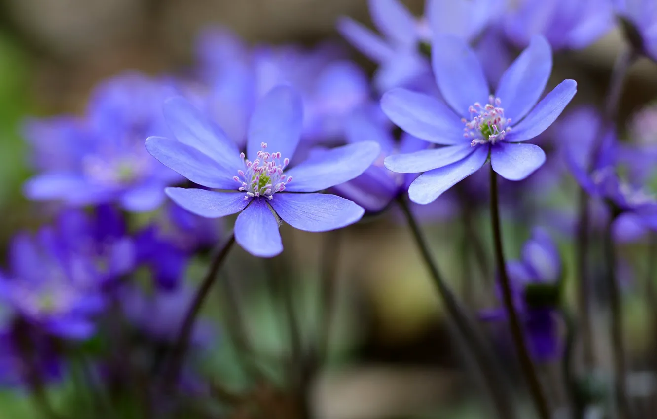 Photo wallpaper macro, spring, The coppice, Pechenocna