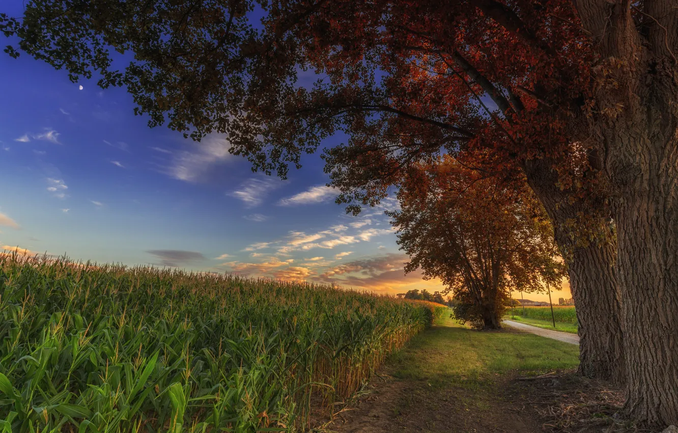 Photo wallpaper field, the sky, clouds, trees, corn