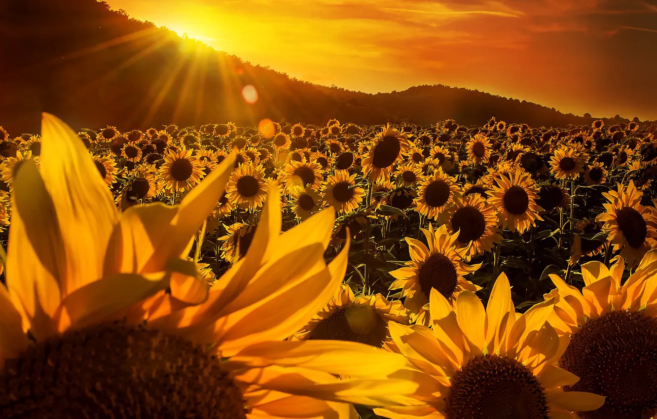 Photo wallpaper field, the sky, trees, sunflowers, hills, yellow, the rays of the sun