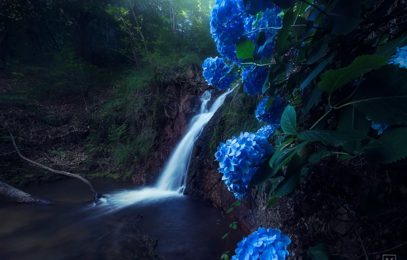 Photo wallpaper water, flowers, nature, river, waterfall, stream, hydrangea