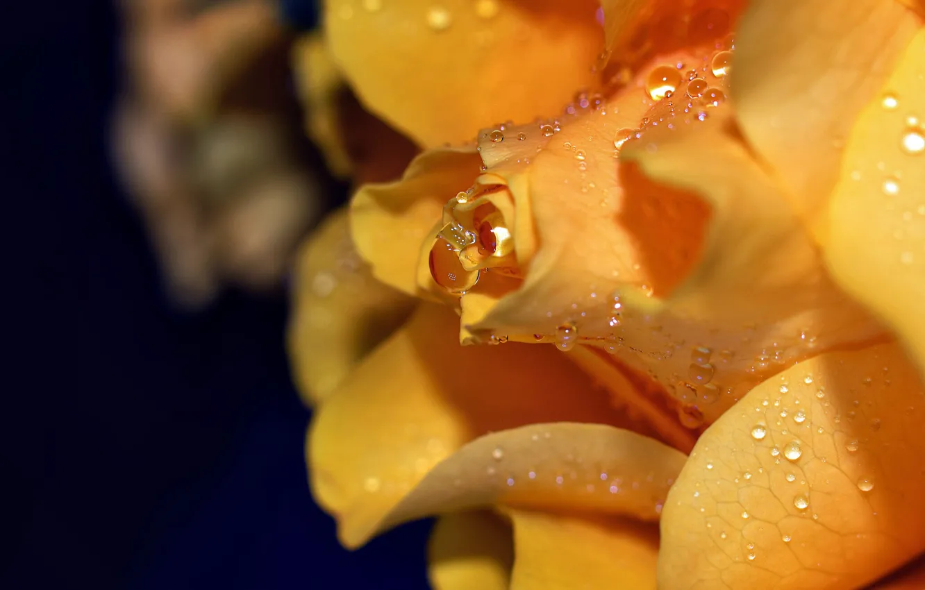 Photo wallpaper drops, macro, yellow, the dark background, roses, buds