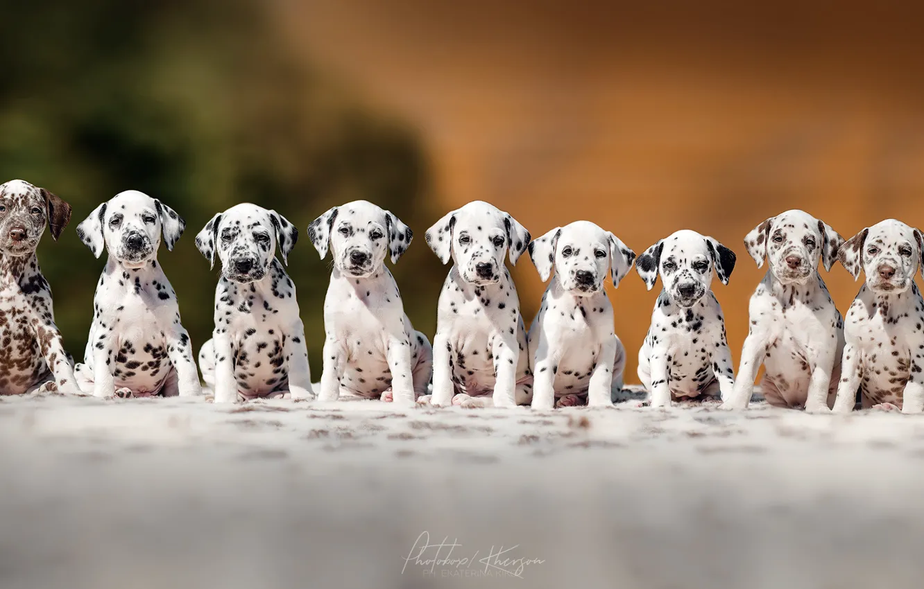 Photo wallpaper puppies, breed, Dalmatians