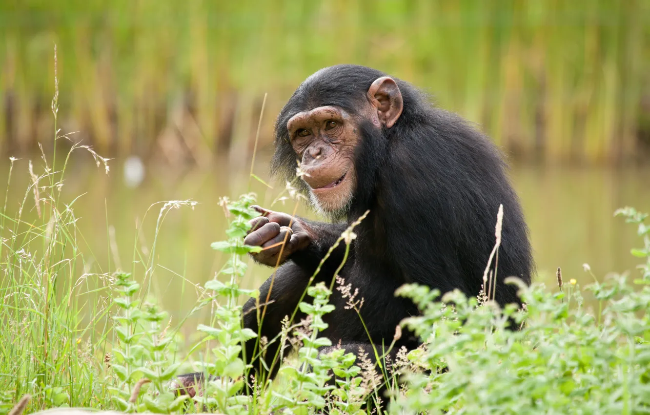 Photo wallpaper monkey, chimpanzees, the primacy of