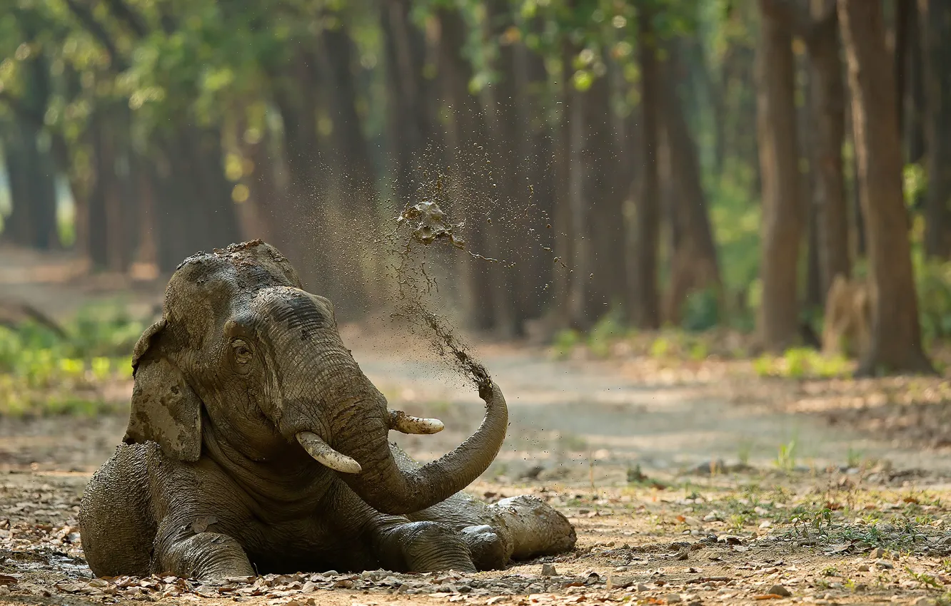 Photo wallpaper elephant, dirt, shower