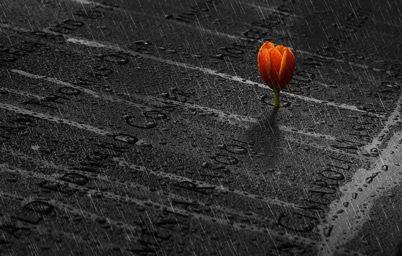 Photo wallpaper memory, rain, tulips, rain, memory, tulip, Ibrahim Nabeel