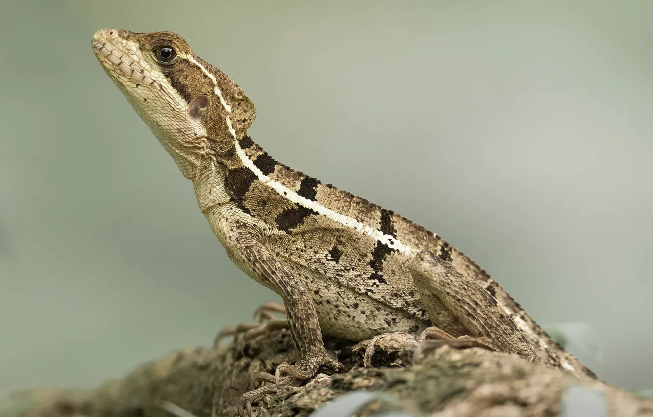 Photo wallpaper nature, lizard, Basilisk
