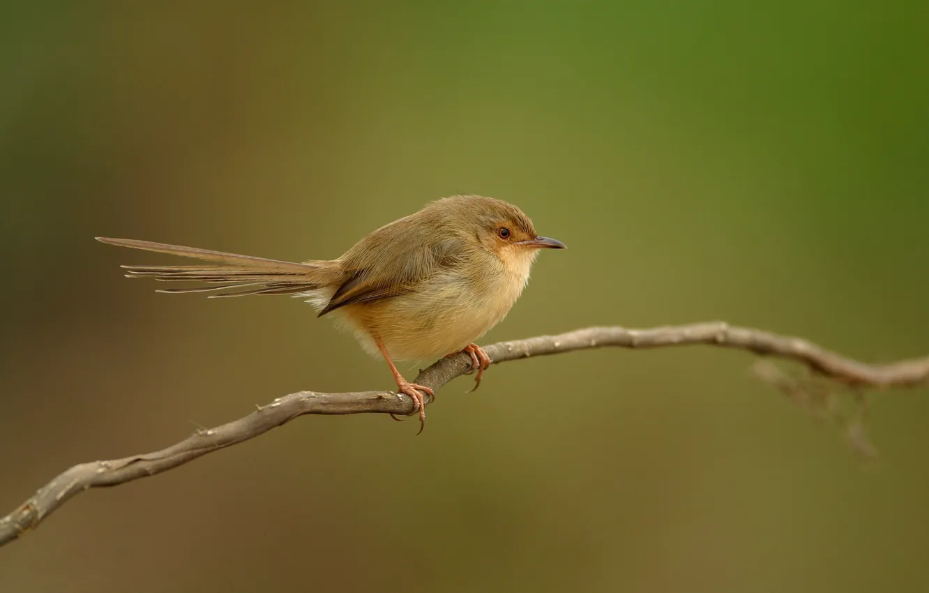 Photo wallpaper branches, bird, bird, Warbler