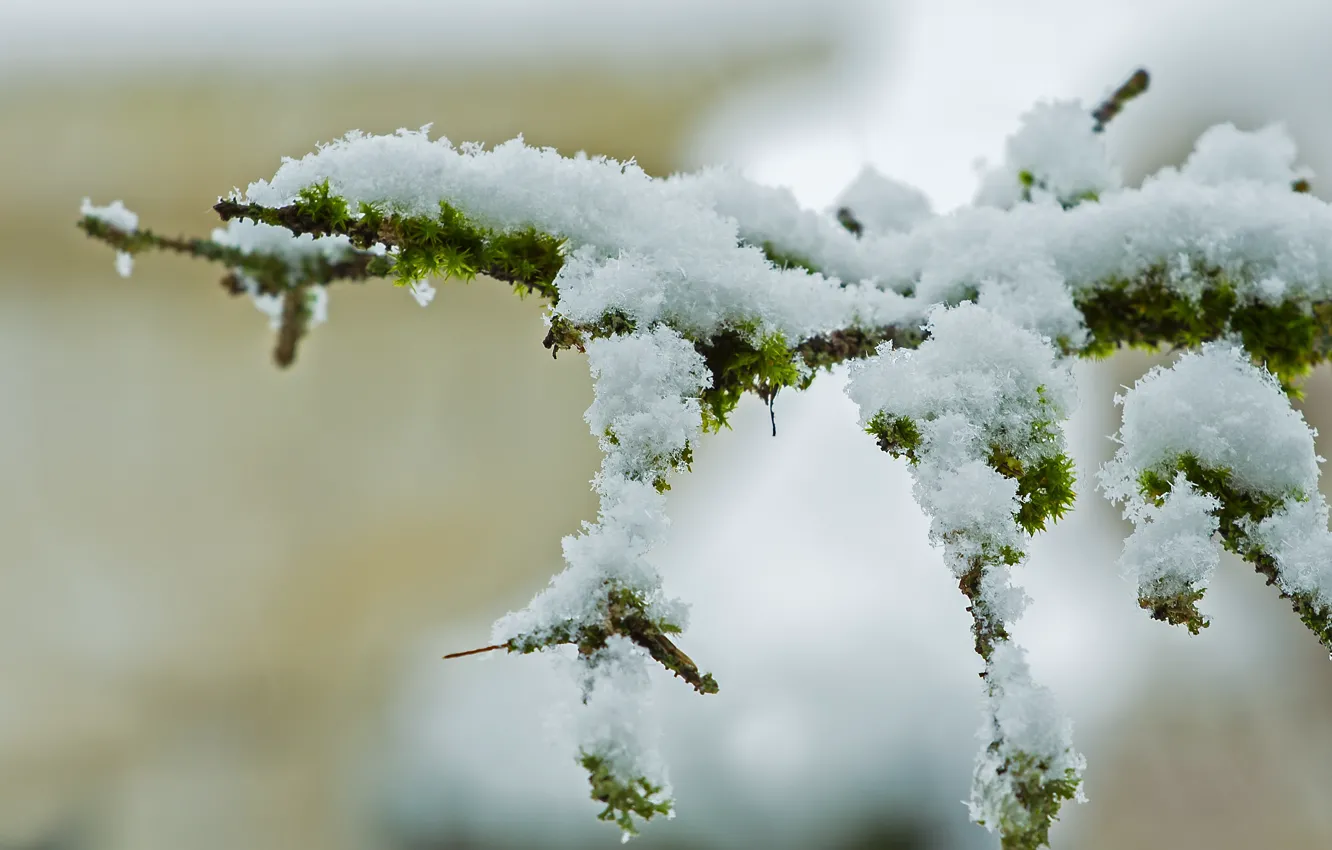 Photo wallpaper winter, snow, branch, bokeh