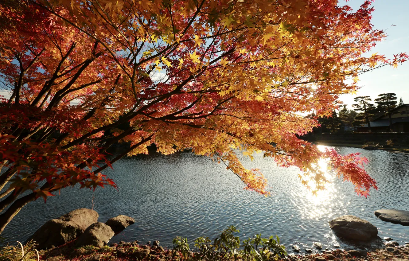 Photo wallpaper Nature, Tree, Autumn, Lake, Japan, Japan, Nature, Fall
