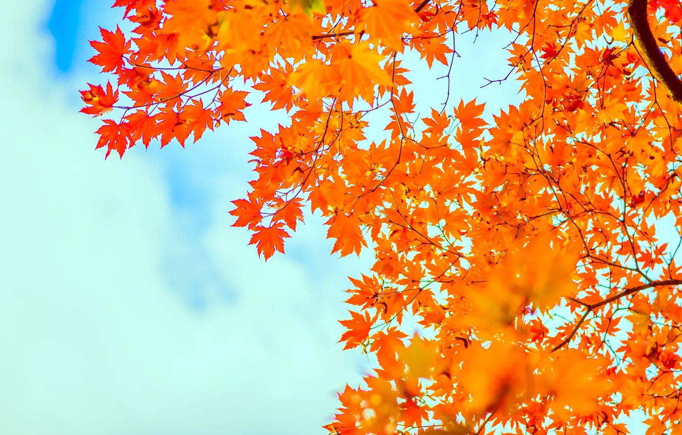 Photo wallpaper autumn, the sky, leaves, maple, sky, autumn, leaves, maple