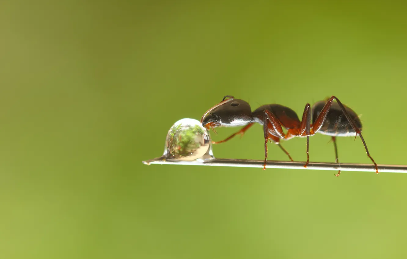 Photo wallpaper drops, branches, ants, drop, branch, Ant, drinking water, drinking water