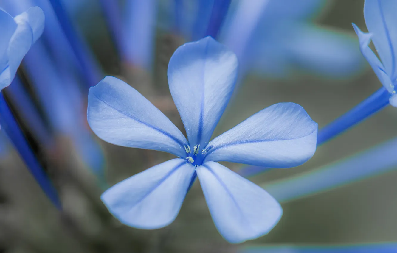 Photo wallpaper flowers, nature, plant, petals