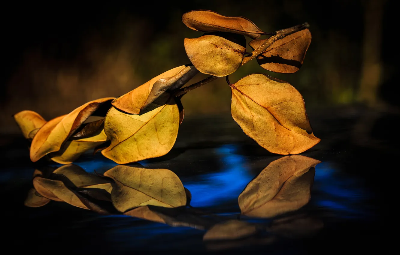 Photo wallpaper autumn, leaves, branches, reflection