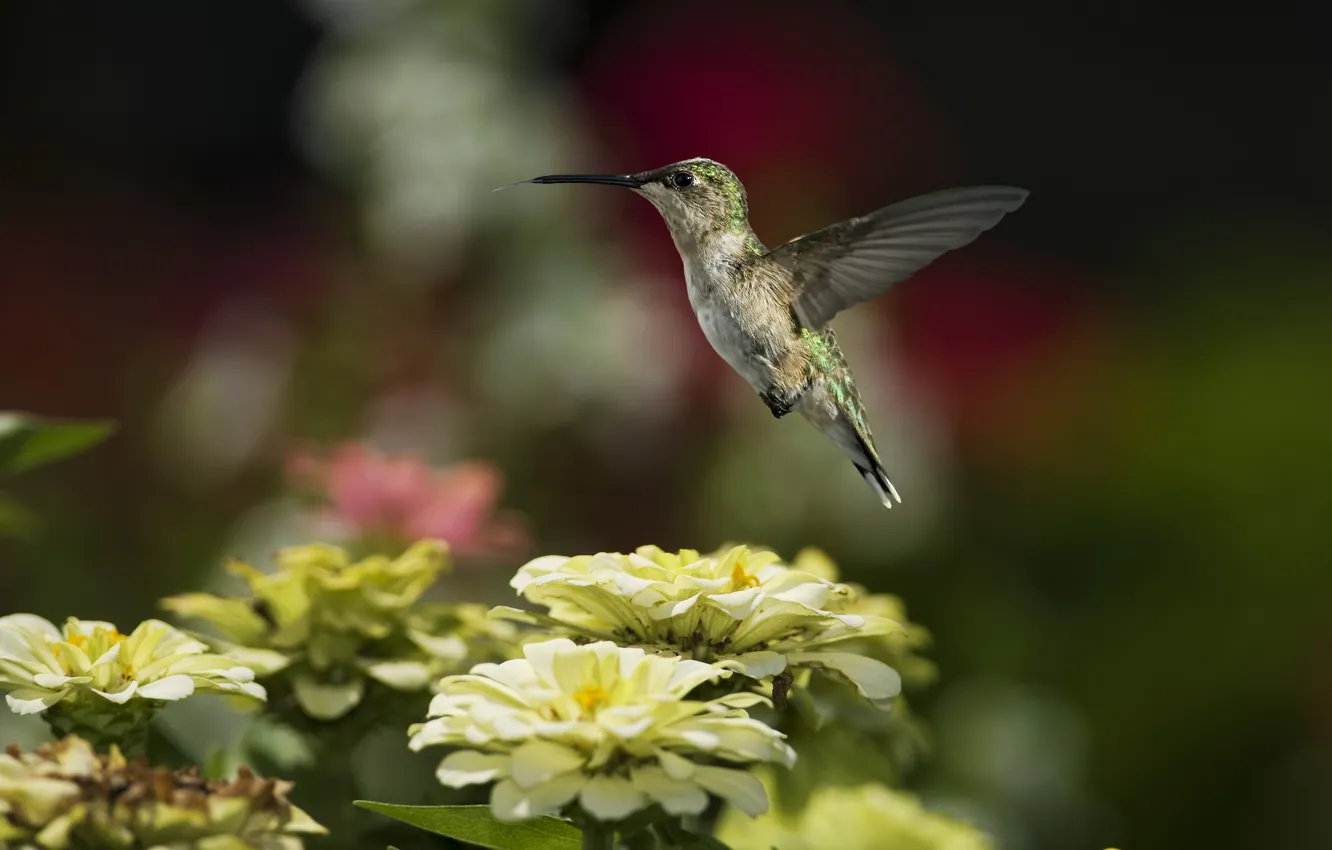 Photo wallpaper language, flowers, bird, Hummingbird, tsiniya