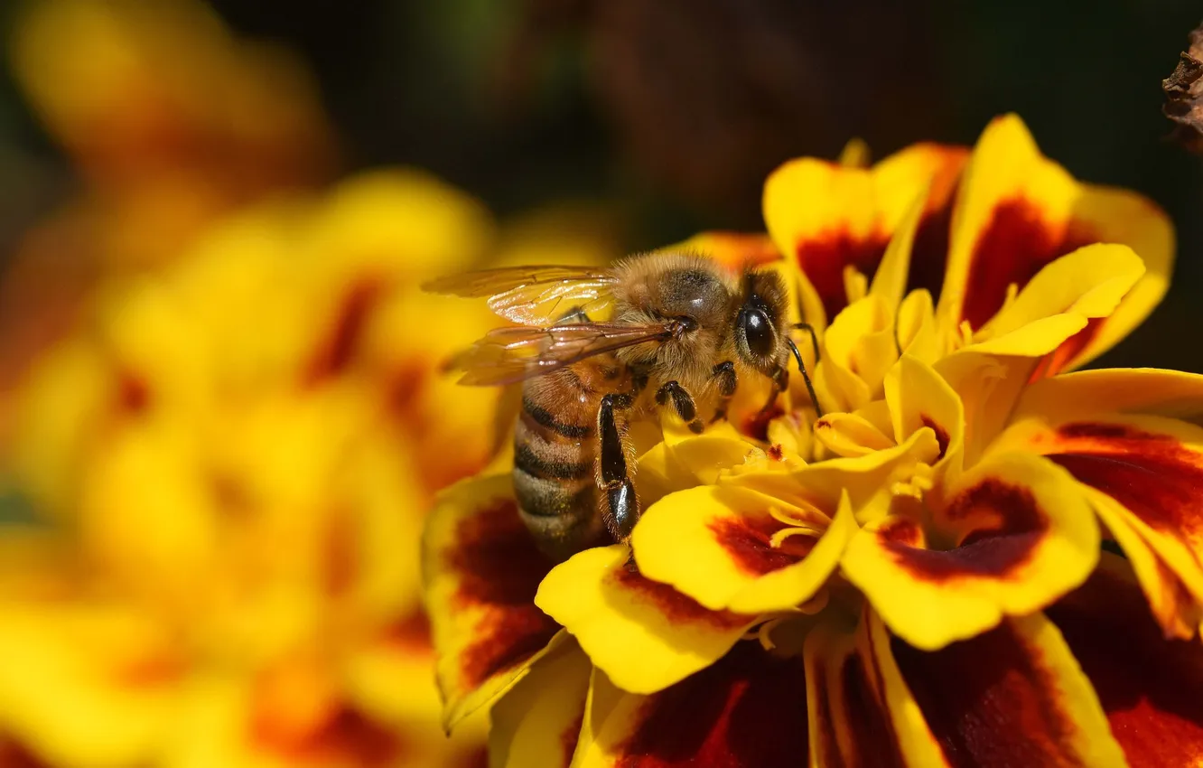 Photo wallpaper flowers, bee, marigolds