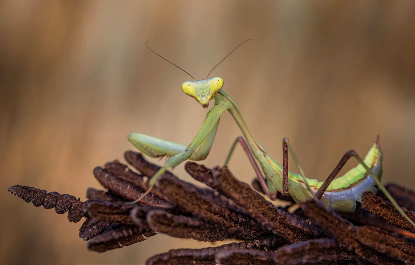 Photo wallpaper look, macro, pose, background, plant, mantis, insect