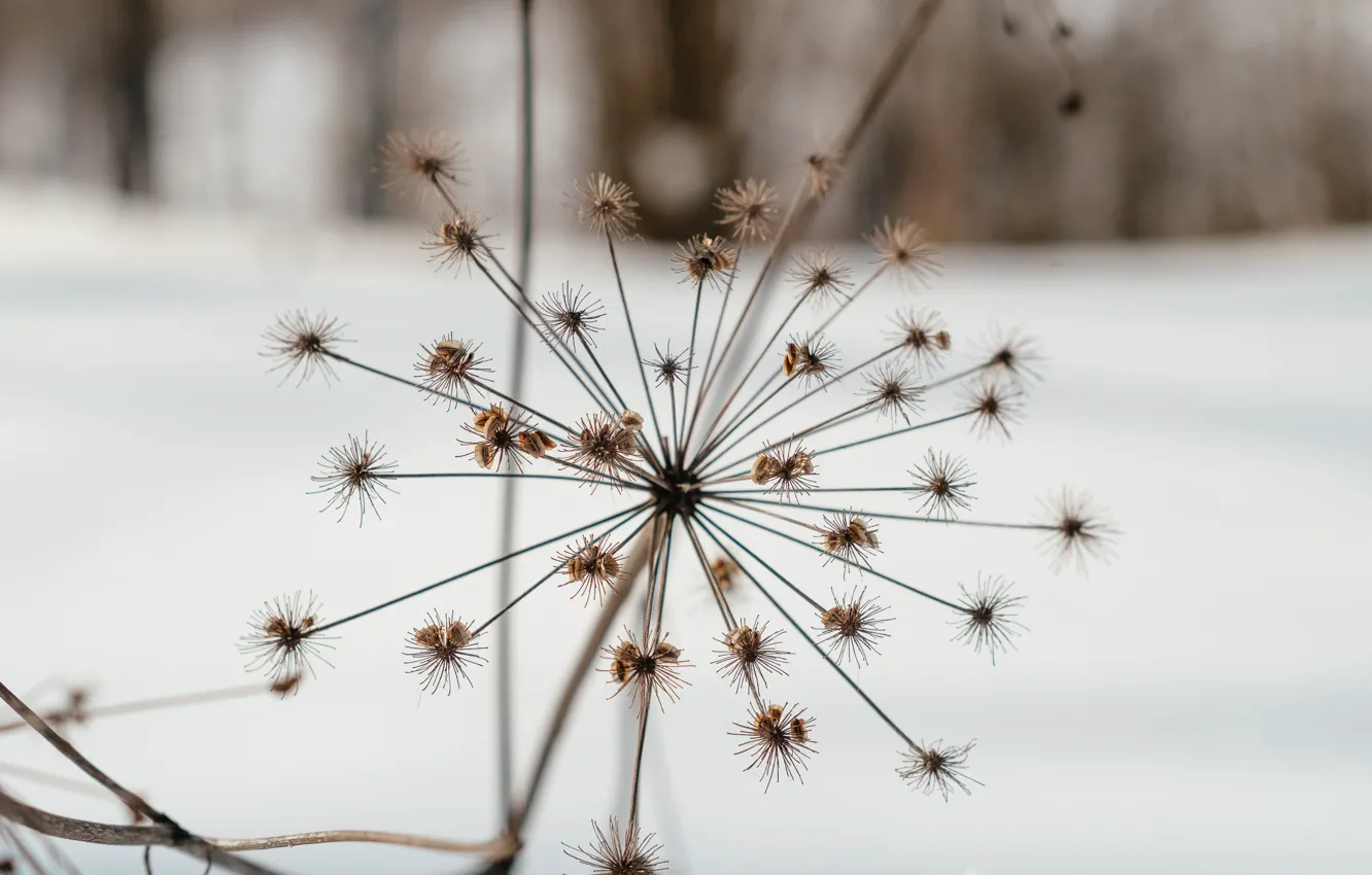 Photo wallpaper winter, nature, stay, plant, walk, Hogweed