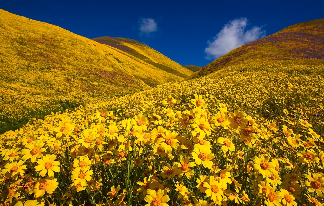 Photo wallpaper flowers, hills, CA, California, Monolopia, Carrizo Plain National Monument