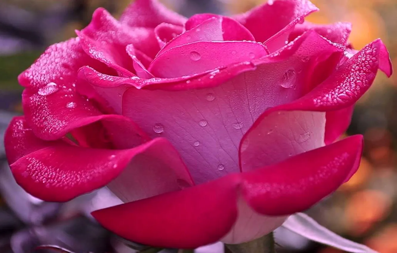 Photo wallpaper flower, water, drops, Rosa, rose, petals