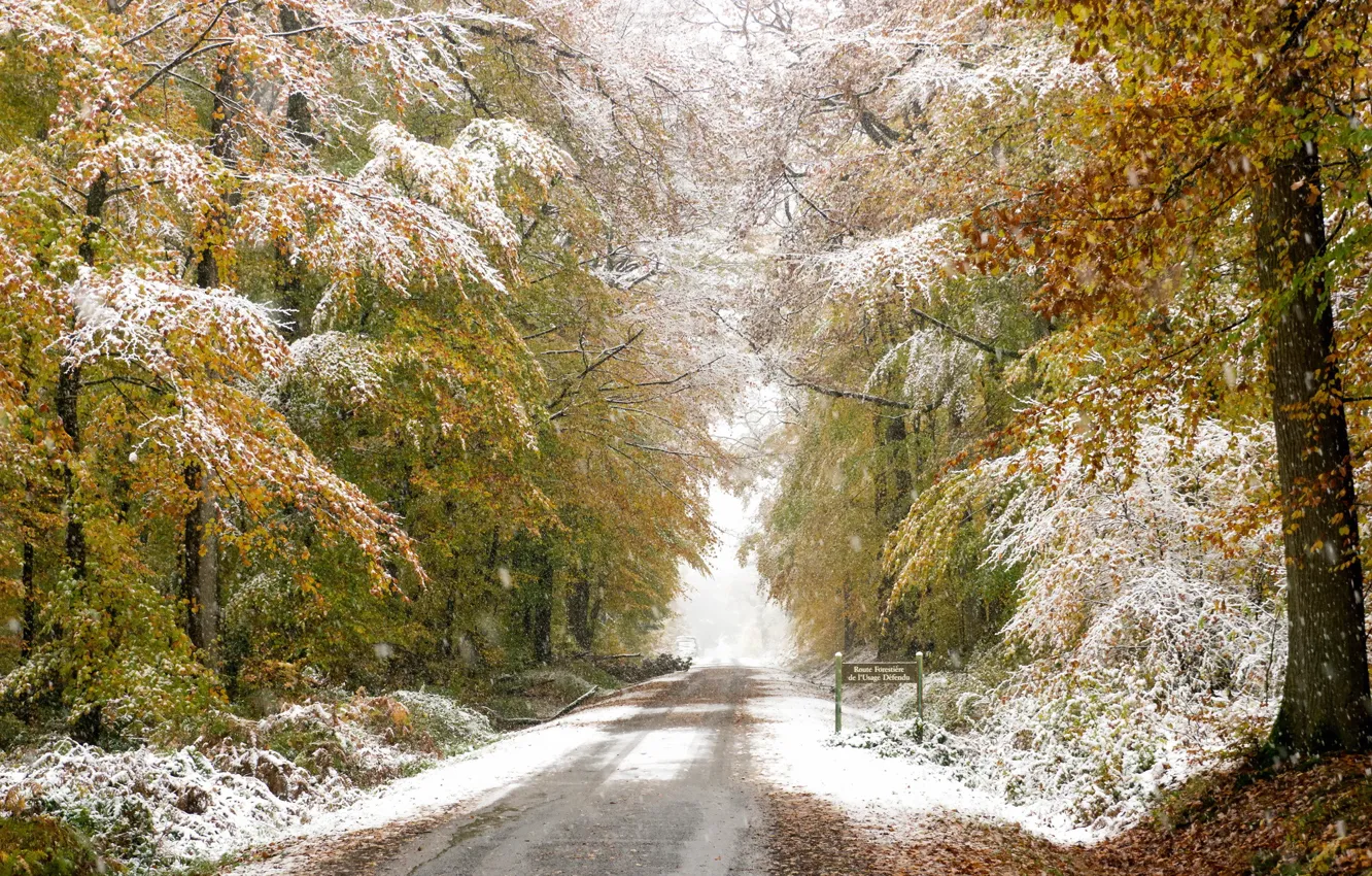 Photo wallpaper road, autumn, forest, snow