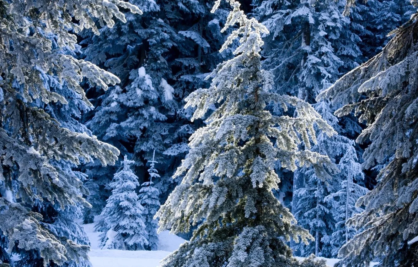 Photo wallpaper forest, winter, frosty, frosty trees