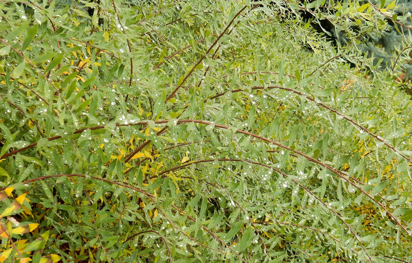 Photo wallpaper autumn, widescreen, Wallpaper, Bush, wallpaper, background, the Wallpapers, full screen