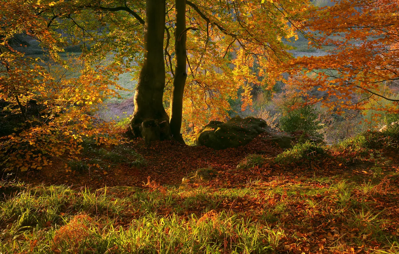 Photo wallpaper autumn, forest, trees, nature