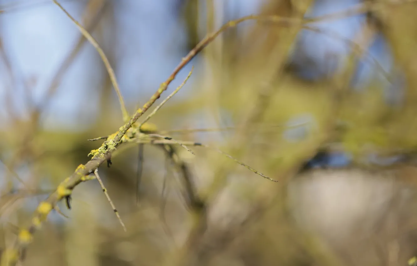 Photo wallpaper macro, trees, nature, plant