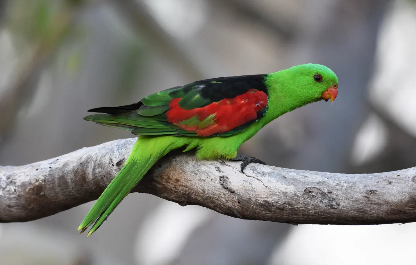 Photo wallpaper branches, green, bird, parrot, bokeh