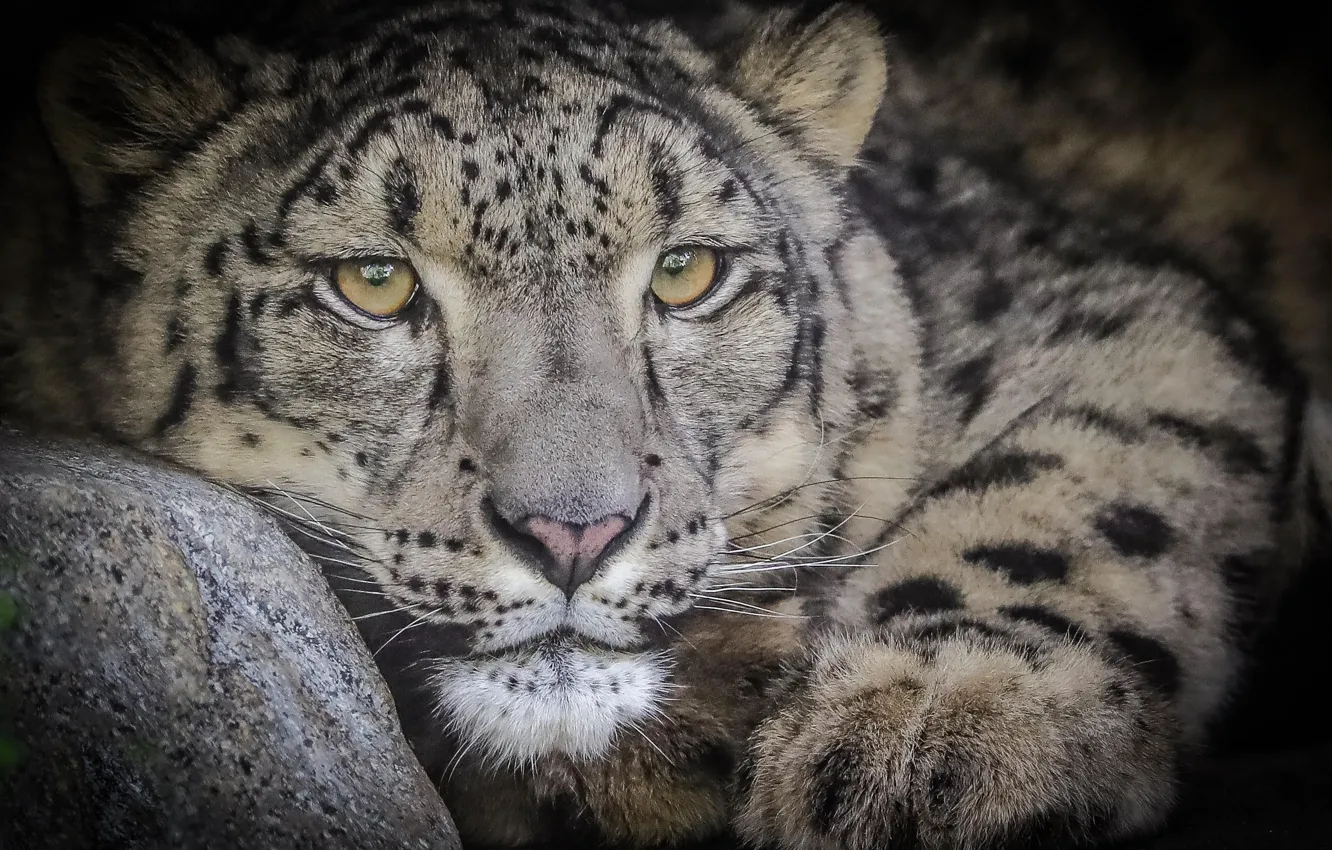 Photo wallpaper IRBIS, snow leopard, snow leopard
