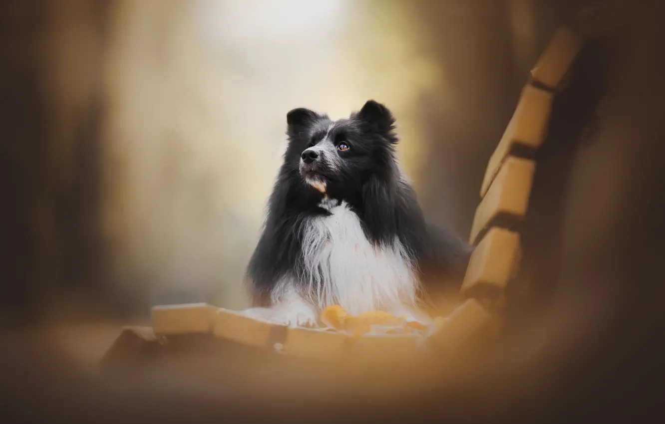 Photo wallpaper each, dog, family
