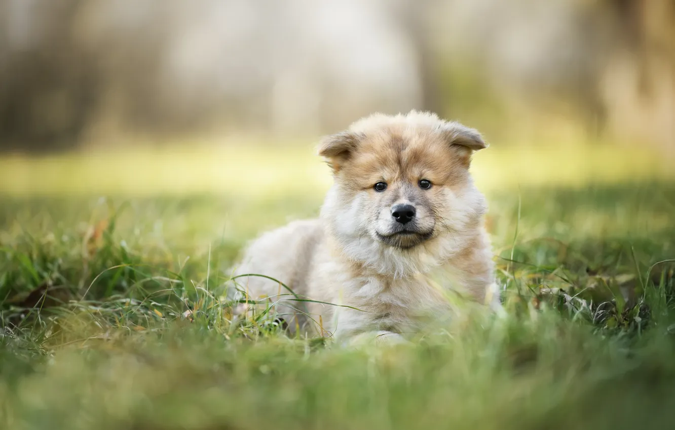 Photo wallpaper look, nature, pose, dog, face