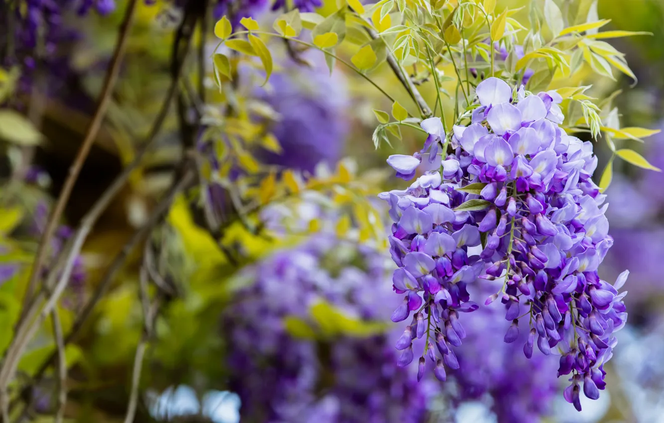 Photo wallpaper greens, leaves, flowers, branches, nature, background, foliage, color