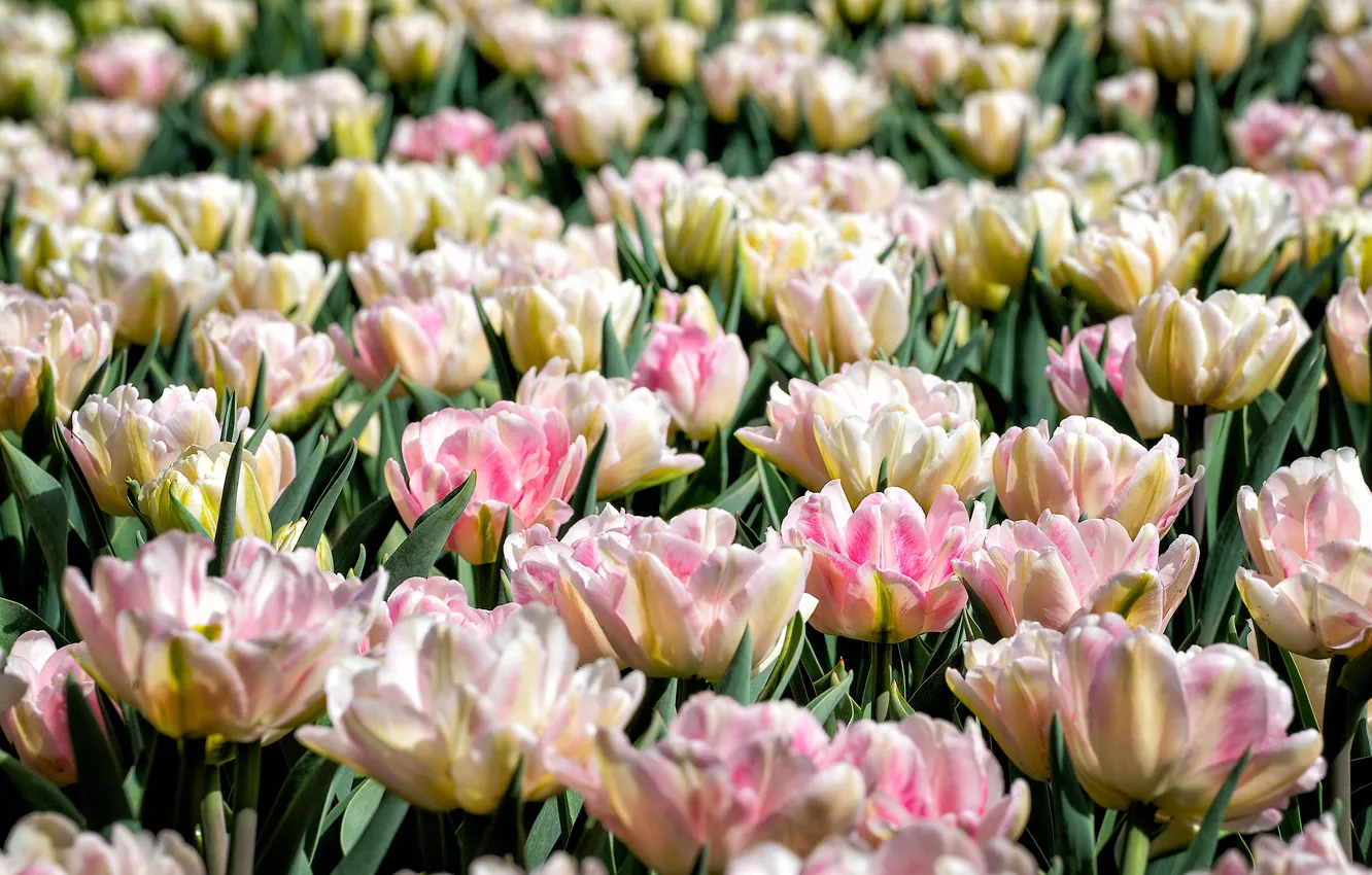 Photo wallpaper tulips, buds, a lot