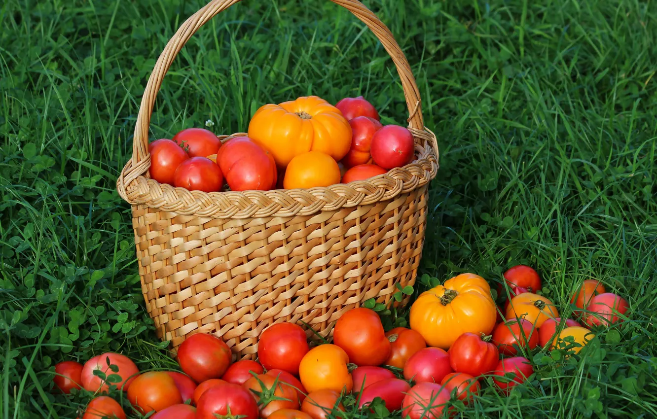 Photo wallpaper autumn, harvest, tomatoes, tomatoes, vitamins, delicious, cottage