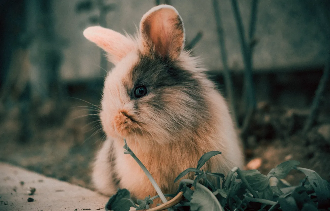 Photo wallpaper look, nature, vegetation, hare, rabbit, red, face, Bunny