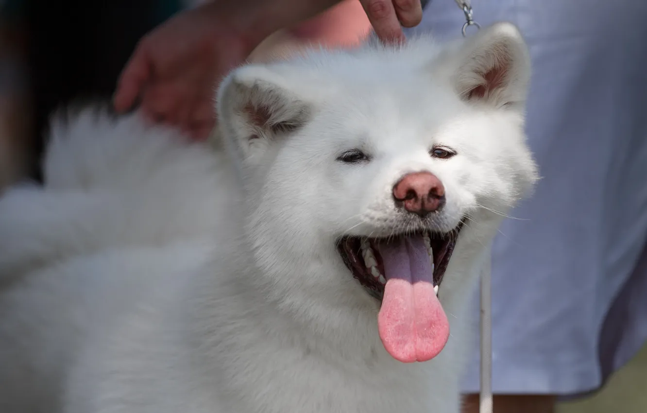 Photo wallpaper language, face, dog, white, Akita inu
