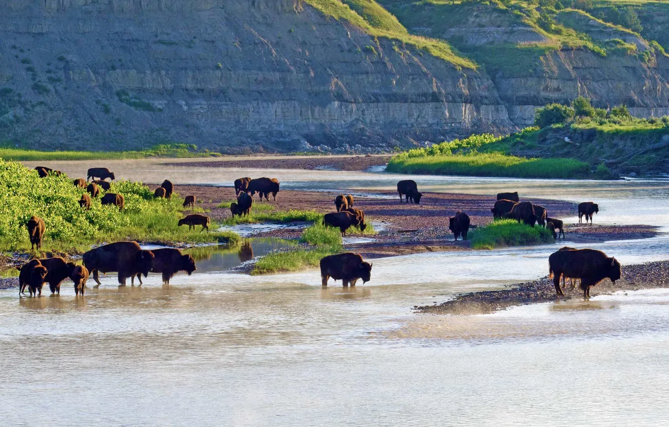 Photo wallpaper river, USA, North Dakota, Theodore Roosevelt National Park, American bison, Small Mo