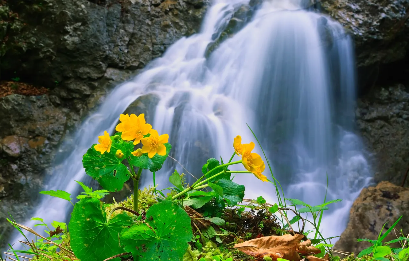 Photo wallpaper flowers, mountains, river, stream, waterfall, stream