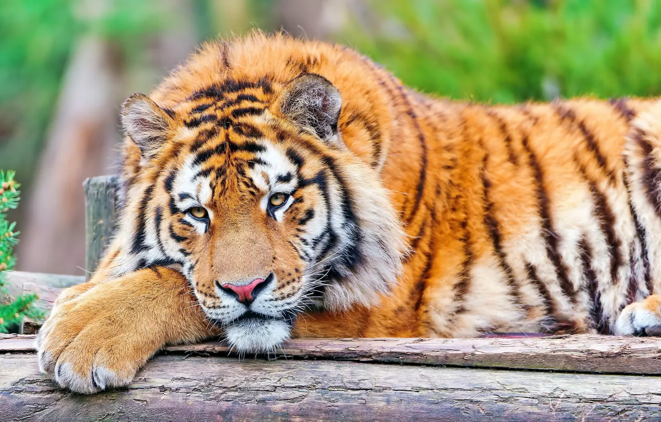 Photo wallpaper look, face, tiger, stay, paws, lies, big cat