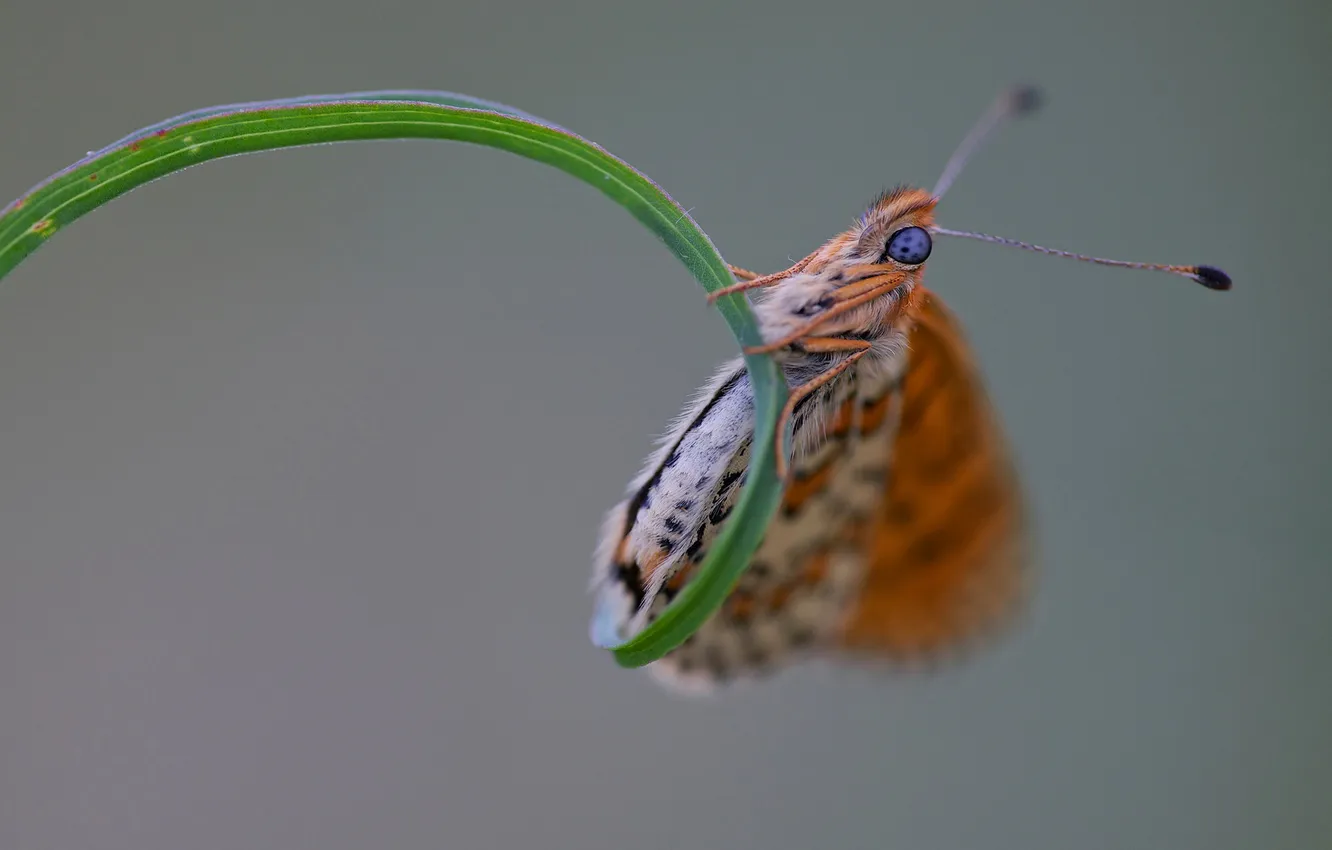 Photo wallpaper grass, leaves, butterfly, plant, insect, moth