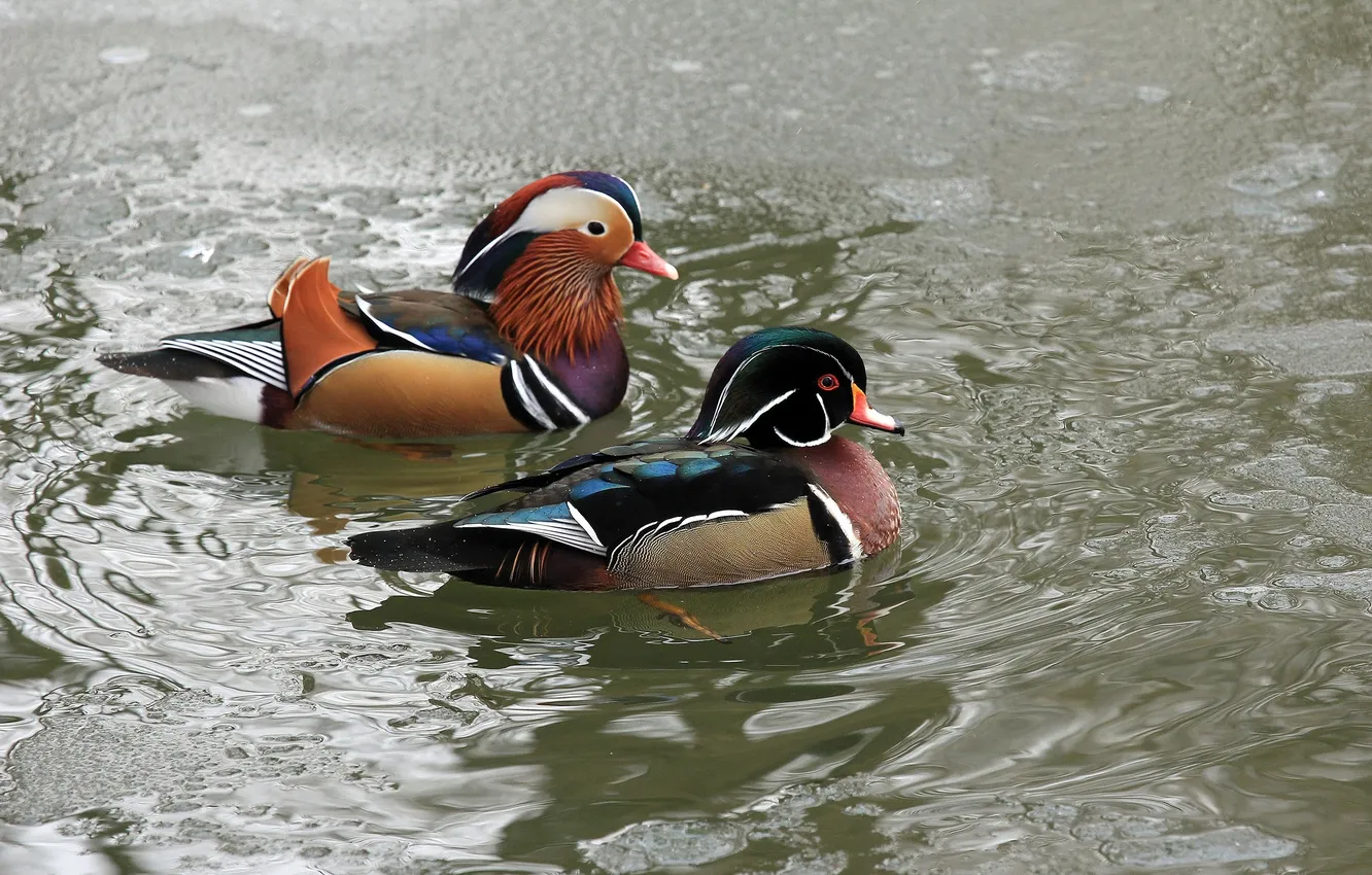 Photo wallpaper water, birds, pond, duck, tangerine