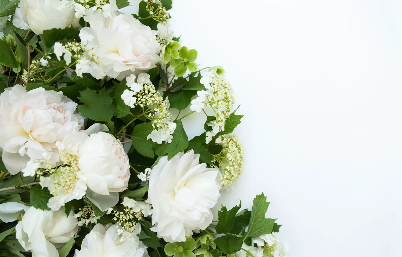 Photo wallpaper leaves, white background, white, buds, peonies, closeup
