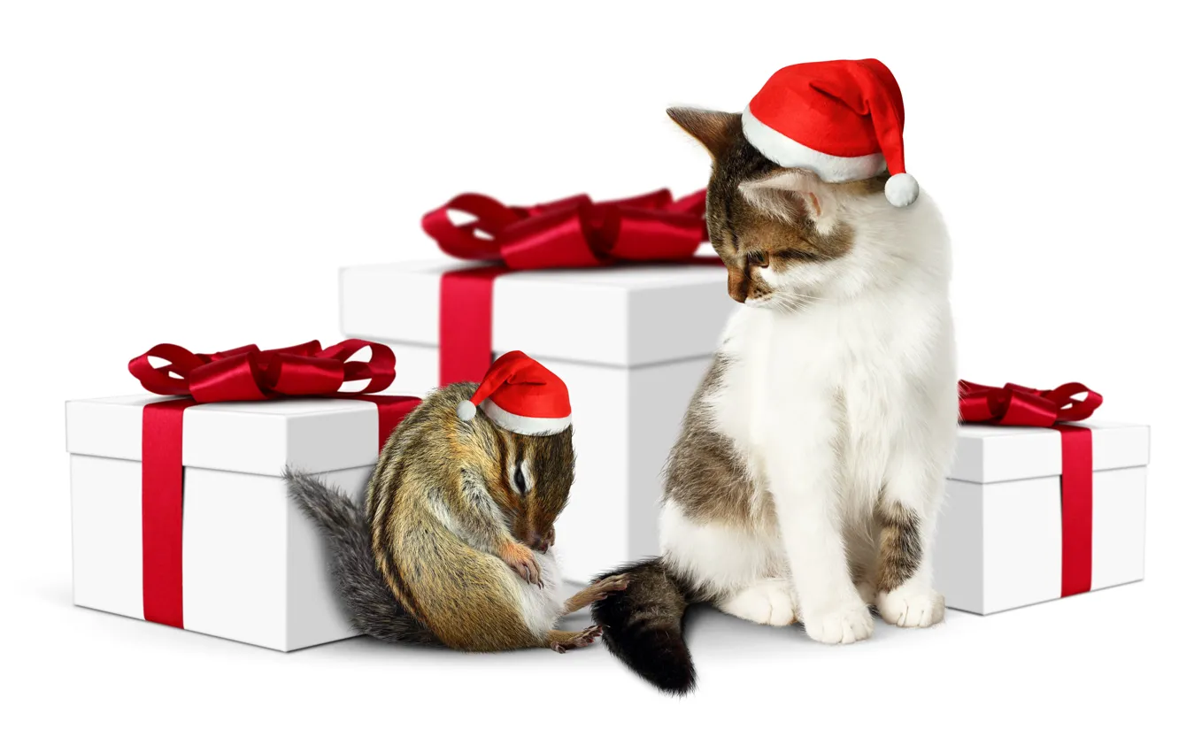 Photo wallpaper cat, holiday, gift, hat, New year, animal, Chipmunk, Christmas