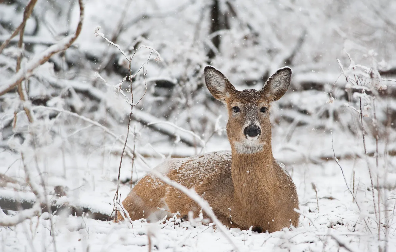 Photo wallpaper winter, branches, deer, wildlife, snowing