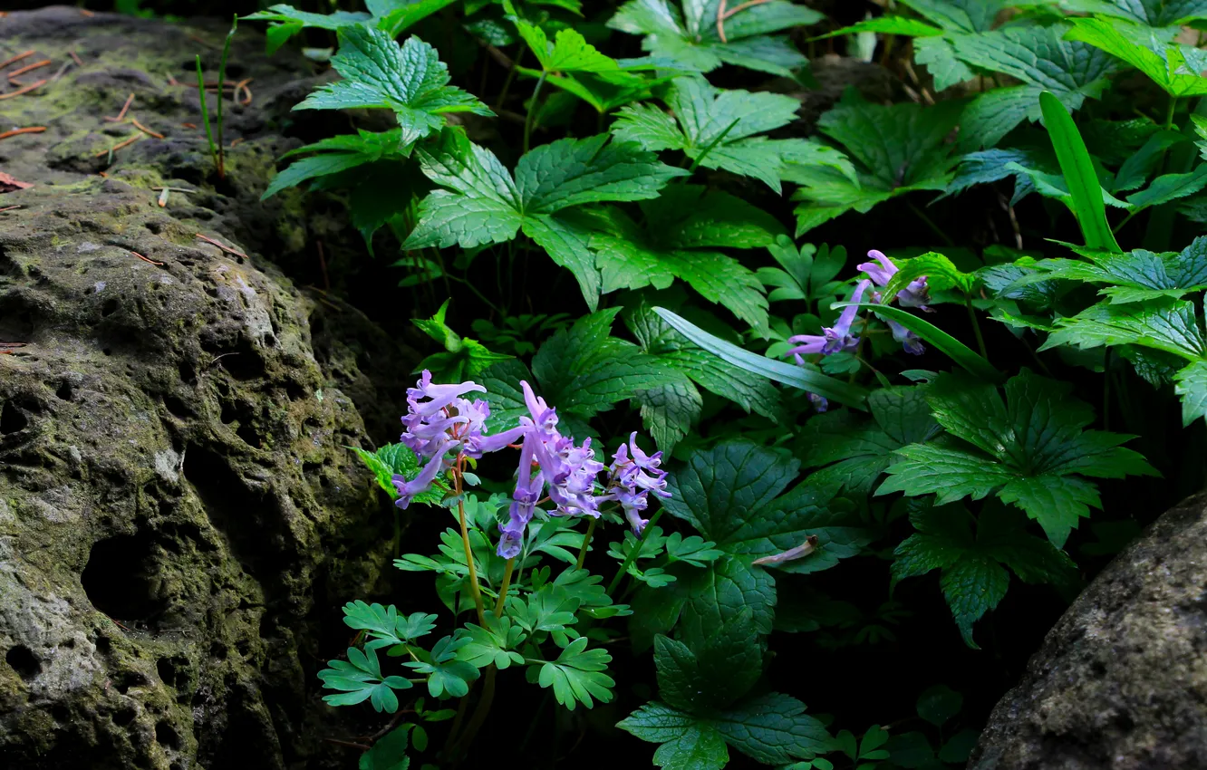 Photo wallpaper flower, stones, plant, Boulders