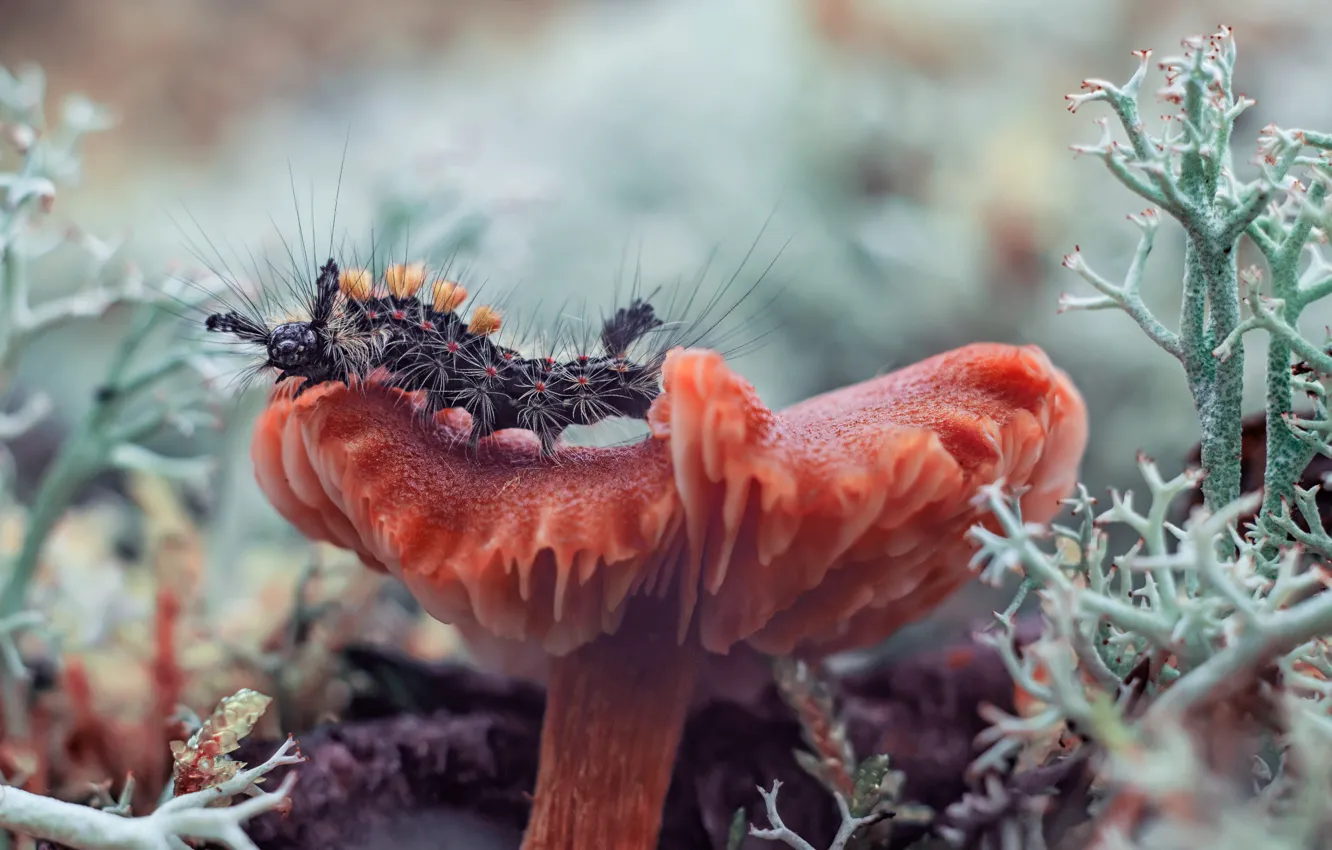Photo wallpaper macro, caterpillar, mushrooms