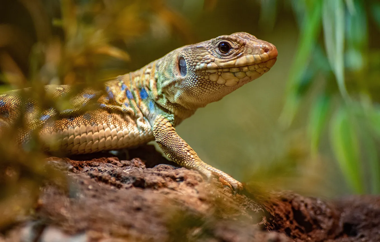 Photo wallpaper lizard, bokeh, reptile