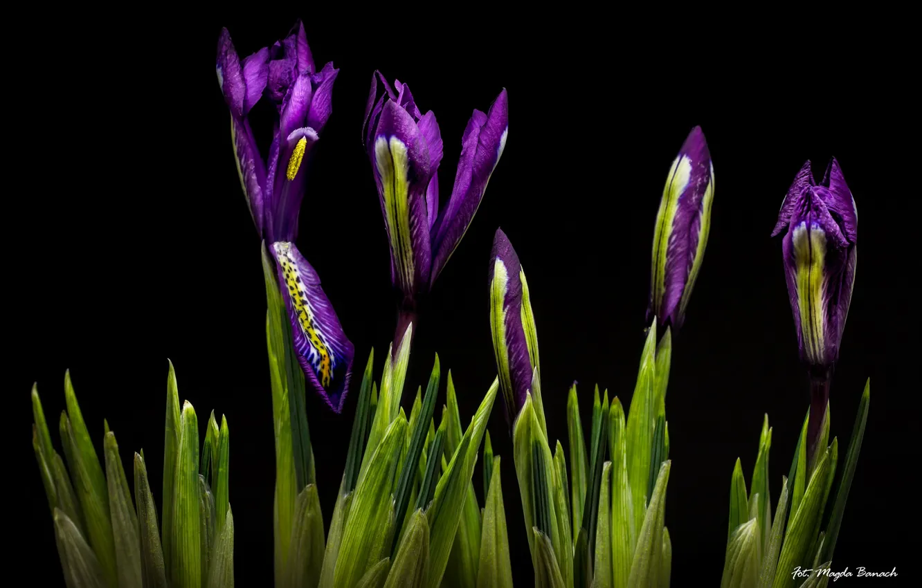 Photo wallpaper purple, buds, iris, iris