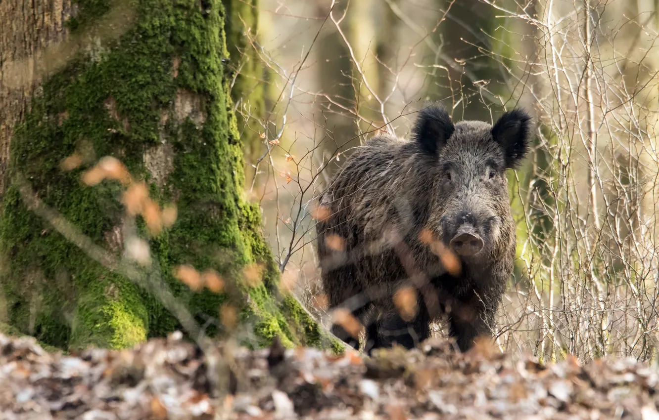 Photo wallpaper forest, nature, boar